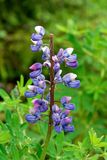 Nootka Lupine