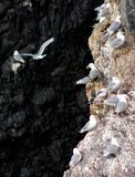 Black-legged Kittiwakes, on Resurrection Bay