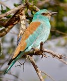 European Roller