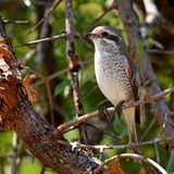 Female Red-backed Shrike