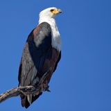 Fish Eagle