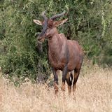 Tsessebe