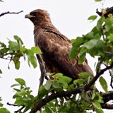 Wahlbergs Eagle