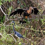 Anhinga and Tricolored Heron