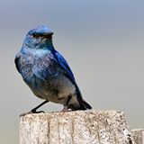 Mountain Bluebird male