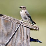 Mountain Bluebird female