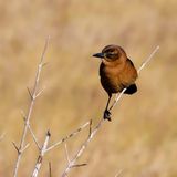 Young female Boat-tailed Grackle