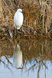 Snowy Egret
