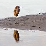 Immature Green Heron (I think)