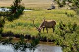 Elk, on the road between Norris and Madison