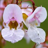 Impatiens glandulifera, otherwise known as Policemans Helmet or Himalayan Balsam