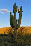 Saguaro