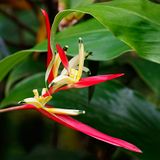 Heliconia Psittacorum (Parrots Beak)