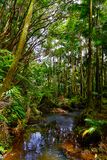 Hawaii Tropical Botanical Garden