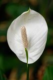 Spathyphyllum (Peace Lily)