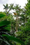Hawaii Tropical Botanical Garden
