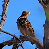 Tawny Eagle
