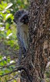 Blue Vervet Monkey, eating the bark of a tree