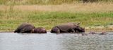 Rhino and hippo co-habiting at Nyamundwa Dam