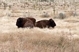 Bison