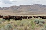 A mass of bison