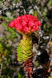 Crassula coccinea (Red Crassula) flowers, on Table Mountain