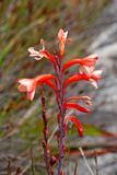 Watsonia (Bugle Lily)