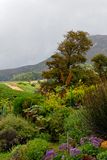 Groot Constantia