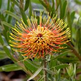 Pincushion Protea