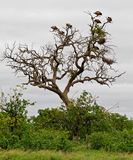 A tree full of Vultures