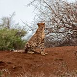 Cheetah