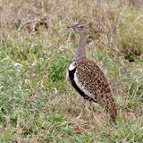 Red-crested Korhaan