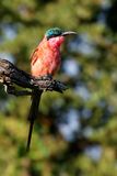 Carmine Bee-eater