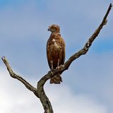 Immature Brown Snake-eagle
