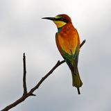 European Bee-eater