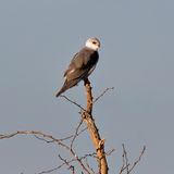 Black-shouldered Kite