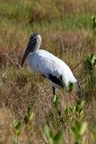 Wood Stork