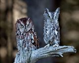 Eastern Screech Owls