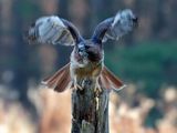 Red-Tailed Hawk