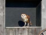 Barn Owl