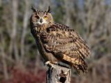 Eurasian Eagle Owl