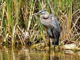 Great Blue Heron