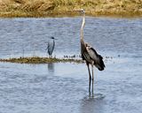 Great Blue and Tricolored Herons