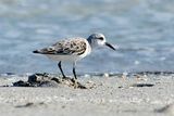 Sanderling