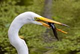 Slimy meal for a Great Egret