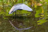 Tricolored Heron