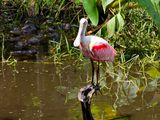 Roseate Spoonbill (and baby alligators)