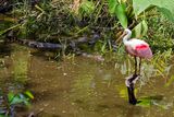 Roseate Spoonbill (and baby alligators)