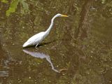 Great Egret