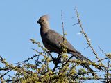 Grey Lourie